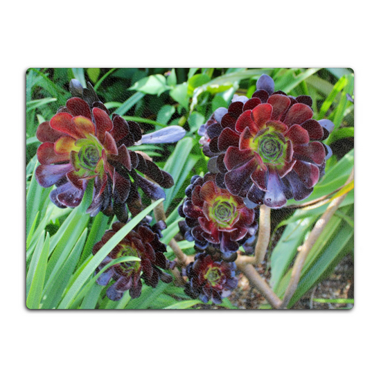 Animals & Nature. The Stylish Textured Glass Chopping Board. Aeonium Killmanjaro Flower. Brodick Castle Gardens. Isle of Arran. Scotland.