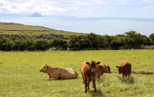 Sliddery - Ailsa Craig View.  Isle of Arran -  Scotland.