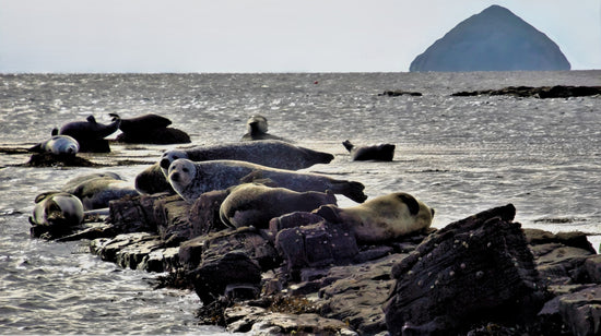 The Seals of Kildonan Beach -  Arran. Scotland.