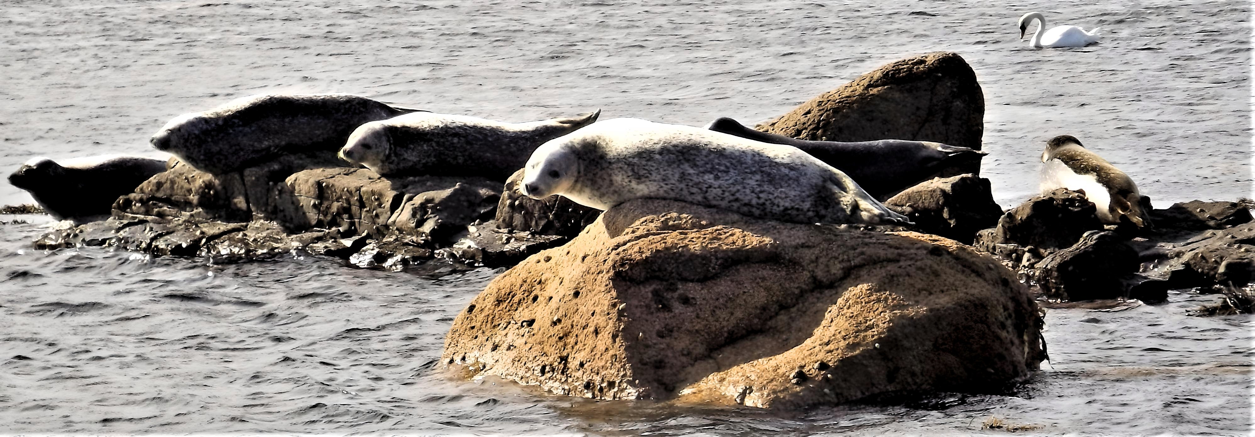 The Seals of Kildonan Beach - Arran. Scotland. 2021 – Picturesque Moments