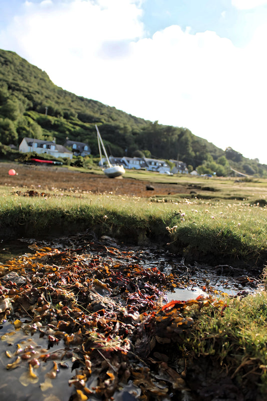 Lochranza  -  Arran. Scotland. 2024