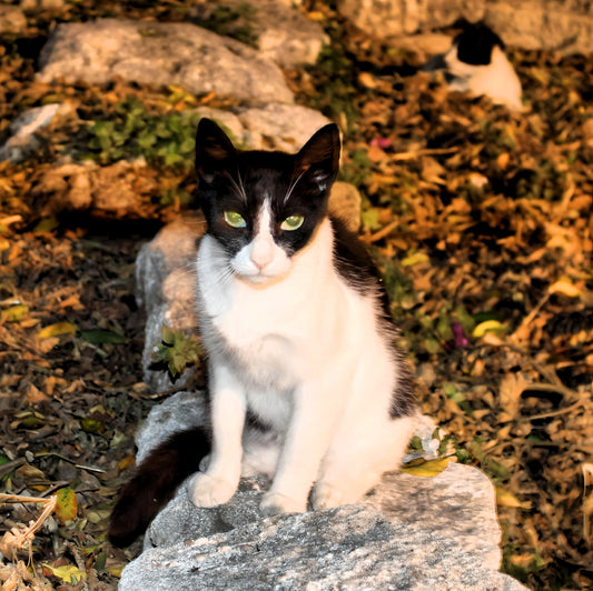 Rhodes @ Night. Street Cats - Rhodes Medieval Town. Greece.