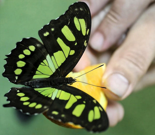 Butterfly House - Varna. Bulgaria,