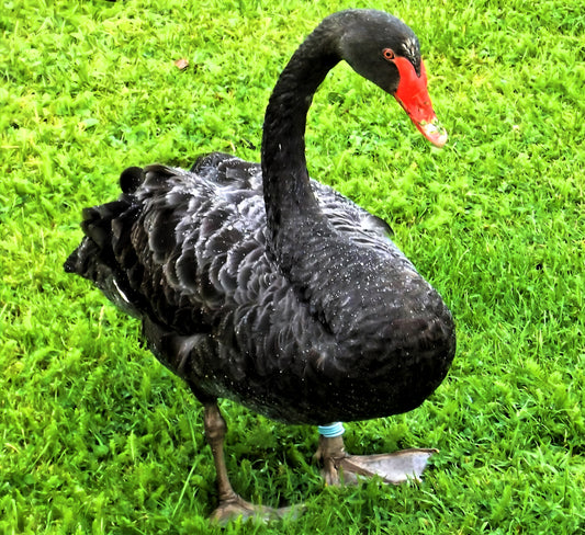 Dawlish Black Swan  -  Devon. England.