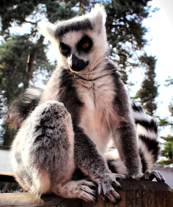 Yorkshire Wildlife Park - Doncaster. England.