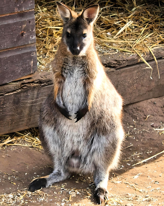 Yorkshire Wildlife Park - Doncaster. England