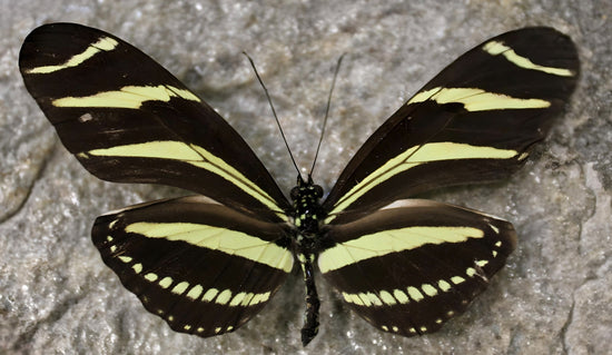 Butterfly House - Varna. Bulgaria.