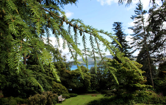 Brodick Castle Gardens  -  Isle of Arran. Scotland.