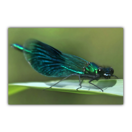 Canvas  Art. English Landscapes & Nature. The Beautiful Demoiselle Damselfly. Doncaster. South Yorkshire. England.