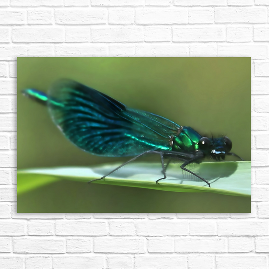 Canvas  Art. English Landscapes & Nature. The Beautiful Demoiselle Damselfly. Doncaster. South Yorkshire. England.