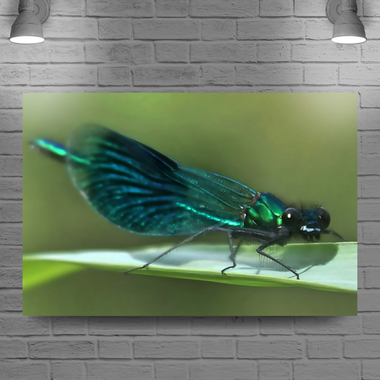 Canvas  Art. English Landscapes & Nature. The Beautiful Demoiselle Damselfly. Doncaster. South Yorkshire. England.