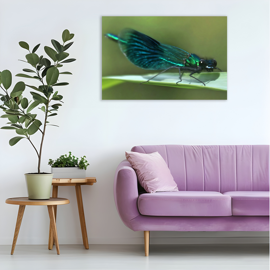 Canvas  Art. English Landscapes & Nature. The Beautiful Demoiselle Damselfly. Doncaster. South Yorkshire. England.