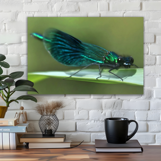 Canvas  Art. English Landscapes & Nature. The Beautiful Demoiselle Damselfly. Doncaster. South Yorkshire. England.