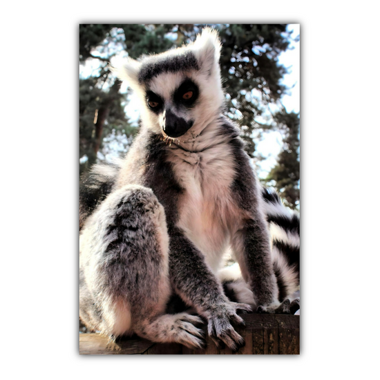 Canvas Art. English Landscapes & Nature. Yorkshire Wildlife Park. Doncaster. South Yorkshire. England.