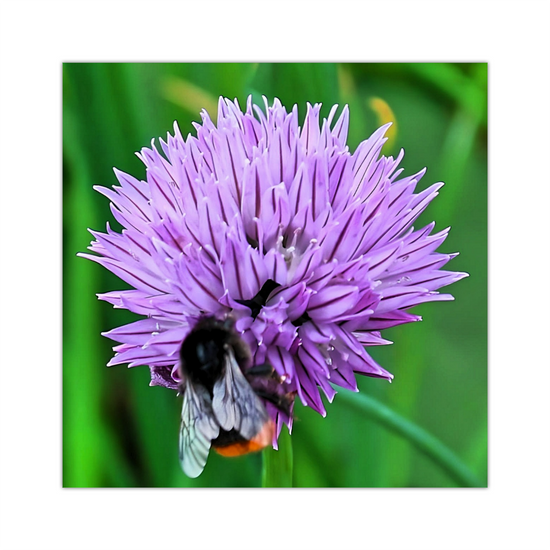 Canvas Art. English Landscapes & Nature. Rotherham. South Yorkshire. England.