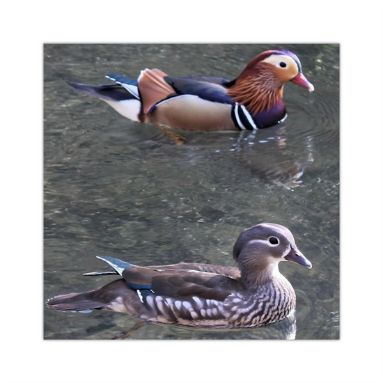Canvas Art. English Landscapes & Nature. Chee Dale Nature Reserve. Peak District National Park. England.