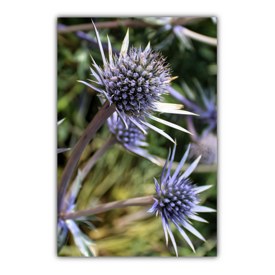 Canvas Art. Scottish Landscapes & Nature. Mediterranean Sea Holly Flower. Brodick Castle Gardens. Isle of Arran. Scotland.