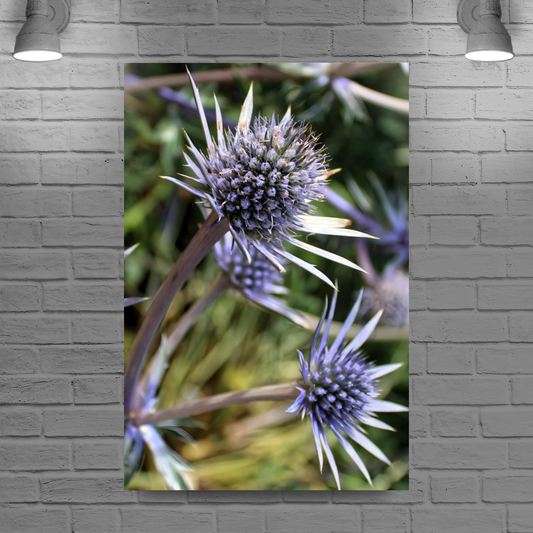 Canvas Art. Scottish Landscapes & Nature. Mediterranean Sea Holly Flower. Brodick Castle Gardens. Isle of Arran. Scotland.