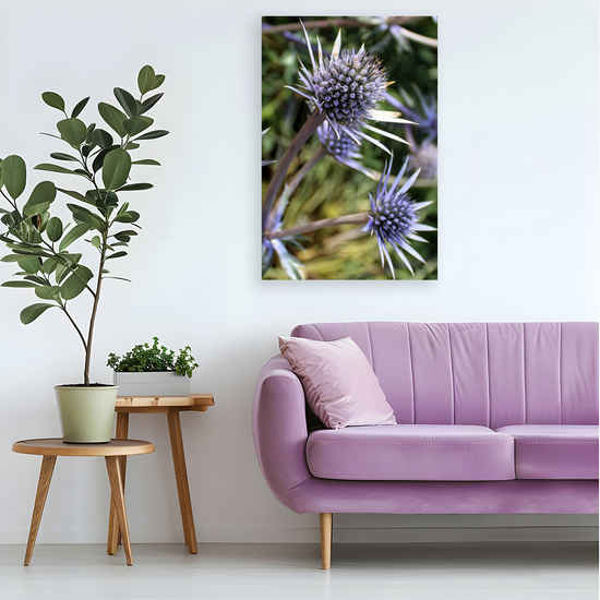 Canvas Art. Scottish Landscapes & Nature. Mediterranean Sea Holly Flower. Brodick Castle Gardens. Isle of Arran. Scotland.