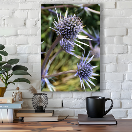 Canvas Art. Scottish Landscapes & Nature. Mediterranean Sea Holly Flower. Brodick Castle Gardens. Isle of Arran. Scotland.