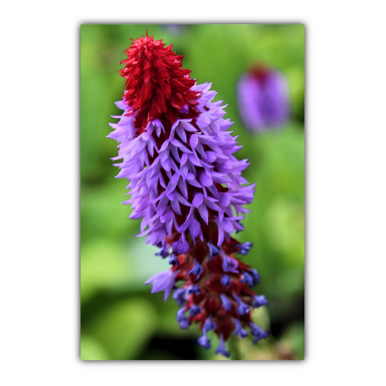 Canvas Art. Scottish Landscapes & Nature. Primula Vialii  Flower. Brodick Castle Gardens. Isle of Arran. Scotland.