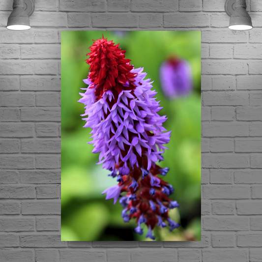 Canvas Art. Scottish Landscapes & Nature. Primula Vialii  Flower. Brodick Castle Gardens. Isle of Arran. Scotland.