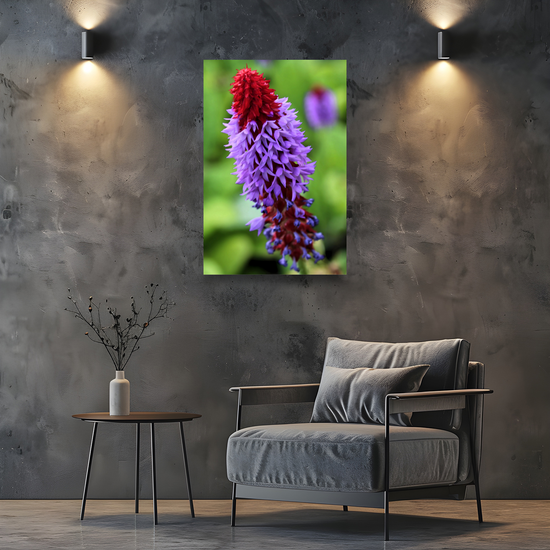Canvas Art. Scottish Landscapes & Nature. Primula Vialii  Flower. Brodick Castle Gardens. Isle of Arran. Scotland.