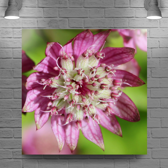 Canvas Art. Scottish Landscapes & Nature. Astrantia Major Flower. Brodick Castle Gardens. Isle of Arran.Scotland.