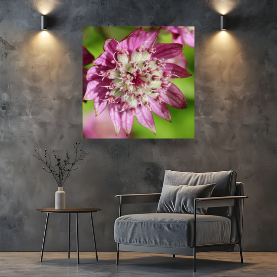 Canvas Art. Scottish Landscapes & Nature. Astrantia Major Flower. Brodick Castle Gardens. Isle of Arran.Scotland.