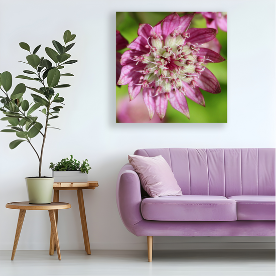 Canvas Art. Scottish Landscapes & Nature. Astrantia Major Flower. Brodick Castle Gardens. Isle of Arran.Scotland.