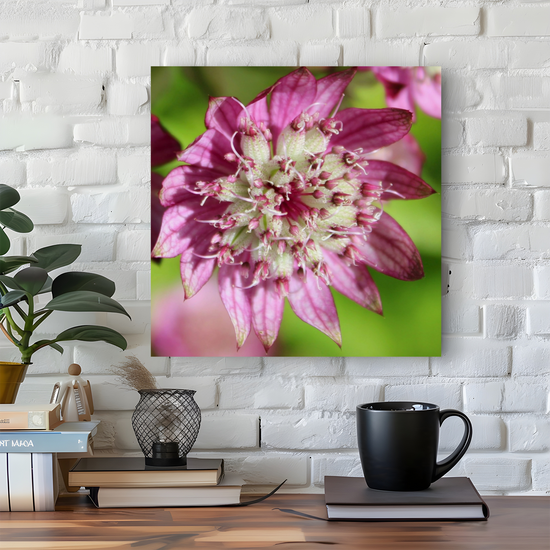 Canvas Art. Scottish Landscapes & Nature. Astrantia Major Flower. Brodick Castle Gardens. Isle of Arran.Scotland.