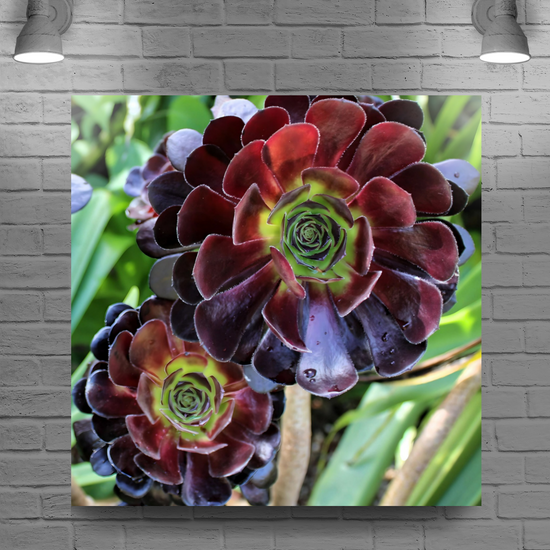 Canvas Art .Scottish Landscapes & Nature. Aeonium Killmanjaro Flower. Brodick Castle Gardens. Isle of Arran. Scotland.