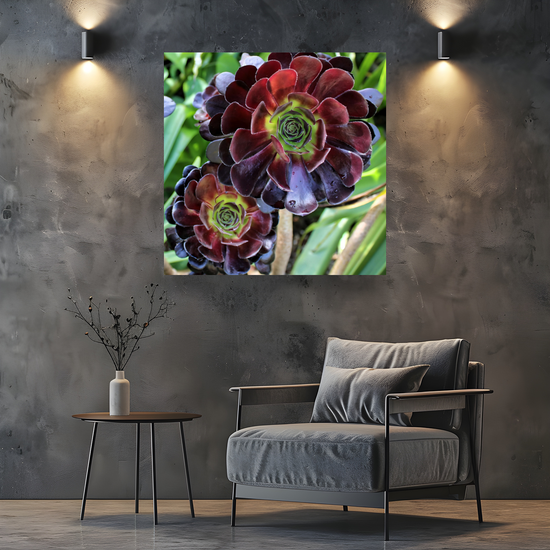 Canvas Art .Scottish Landscapes & Nature. Aeonium Killmanjaro Flower. Brodick Castle Gardens. Isle of Arran. Scotland.