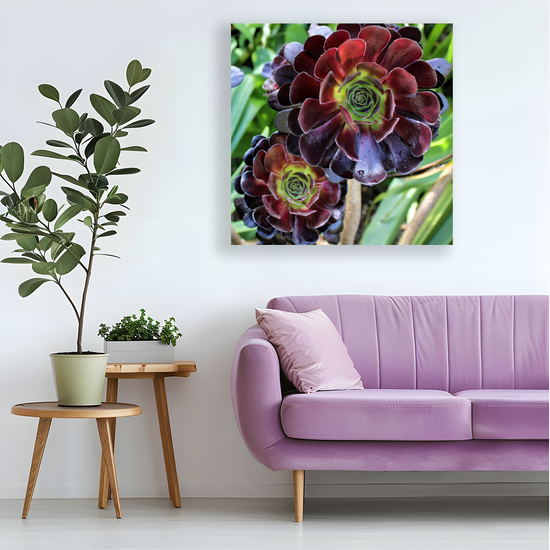Canvas Art .Scottish Landscapes & Nature. Aeonium Killmanjaro Flower. Brodick Castle Gardens. Isle of Arran. Scotland.