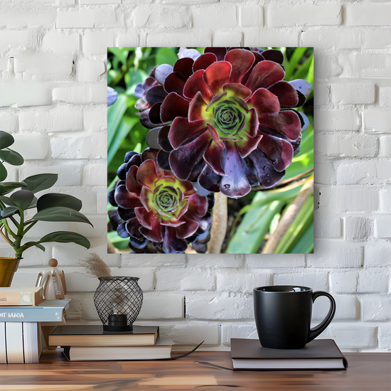 Canvas Art .Scottish Landscapes & Nature. Aeonium Killmanjaro Flower. Brodick Castle Gardens. Isle of Arran. Scotland.