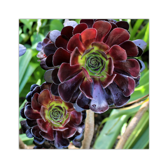 Canvas Art .Scottish Landscapes & Nature. Aeonium Killmanjaro Flower. Brodick Castle Gardens. Isle of Arran. Scotland.