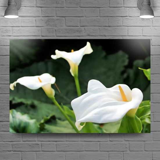 Canvas Art. Scottish Landscapes & Nature. Calla Lily Flower. Brodick Castle Gardens. Isle of Arran.  Scotland.