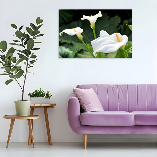 Canvas Art. Scottish Landscapes & Nature. Calla Lily Flower. Brodick Castle Gardens. Isle of Arran.  Scotland.