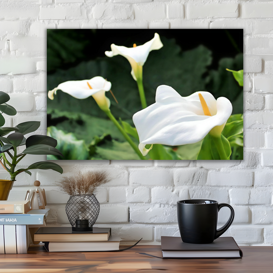 Canvas Art. Scottish Landscapes & Nature. Calla Lily Flower. Brodick Castle Gardens. Isle of Arran.  Scotland.