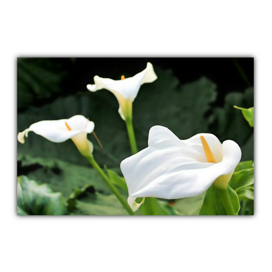 Canvas Art. Scottish Landscapes & Nature. Calla Lily Flower. Brodick Castle Gardens. Isle of Arran.  Scotland.