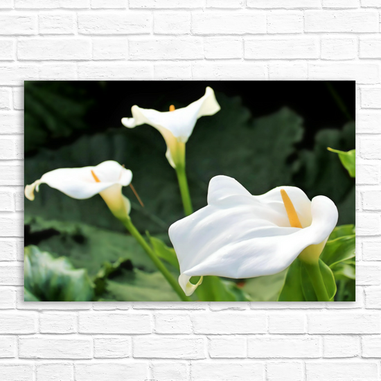Canvas Art. Scottish Landscapes & Nature. Calla Lily Flower. Brodick Castle Gardens. Isle of Arran.  Scotland.