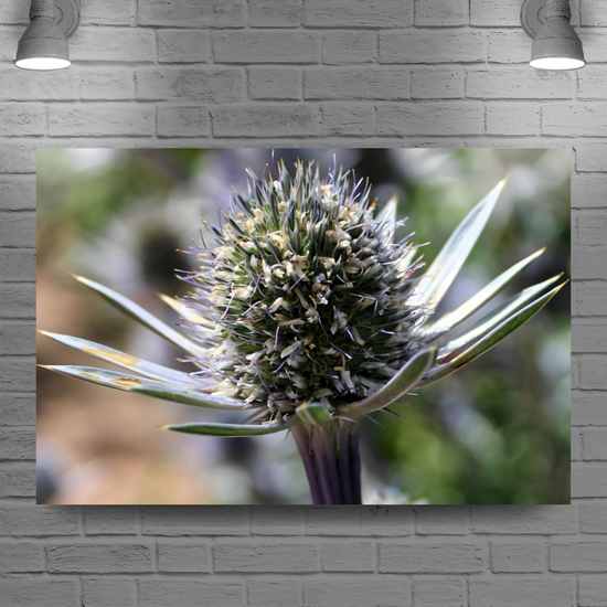 Canvas Art. Scottish Landscapes & Nature. Mediterranean Sea Holly Flower. Brodick Castle Gardens. Isle of Arran. Scotland.