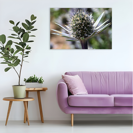 Canvas Art. Scottish Landscapes & Nature. Mediterranean Sea Holly Flower. Brodick Castle Gardens. Isle of Arran. Scotland.