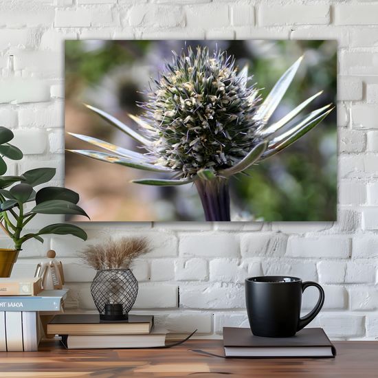 Canvas Art. Scottish Landscapes & Nature. Mediterranean Sea Holly Flower. Brodick Castle Gardens. Isle of Arran. Scotland.