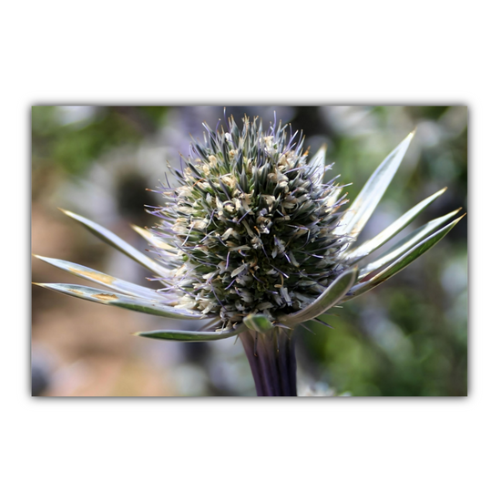 Canvas Art. Scottish Landscapes & Nature. Mediterranean Sea Holly Flower. Brodick Castle Gardens. Isle of Arran. Scotland.