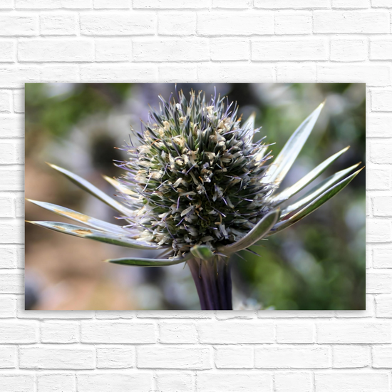 Canvas Art. Scottish Landscapes & Nature. Mediterranean Sea Holly Flower. Brodick Castle Gardens. Isle of Arran. Scotland.