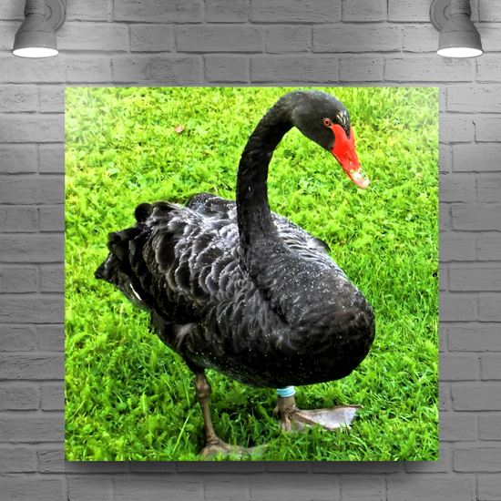 Canvas Art. English Landscapes & Nature. Black Swan. Dawlish. Devon. England.