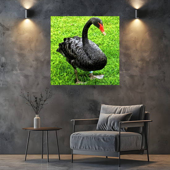 Canvas Art. English Landscapes & Nature. Black Swan. Dawlish. Devon. England.