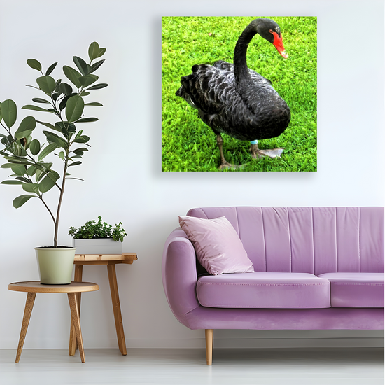 Canvas Art. English Landscapes & Nature. Black Swan. Dawlish. Devon. England.