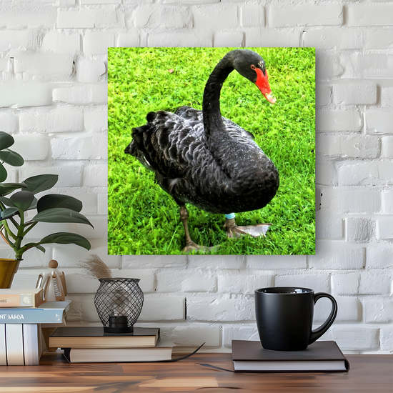 Canvas Art. English Landscapes & Nature. Black Swan. Dawlish. Devon. England.